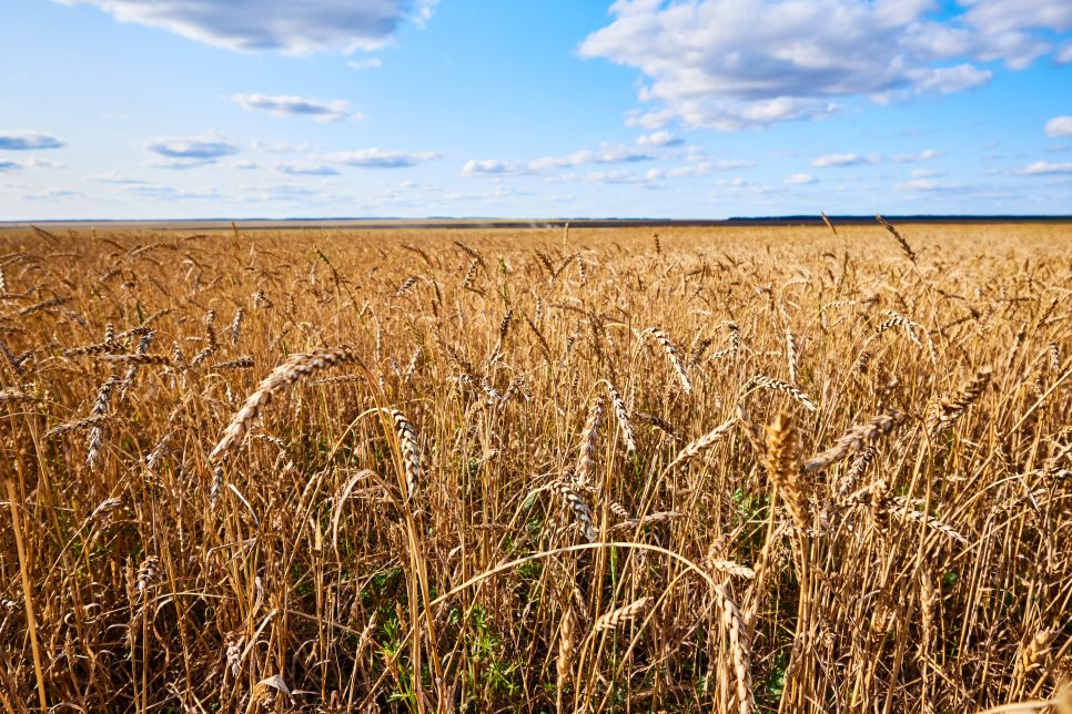 Turkmenistan completes major wheat delivery to state granaries